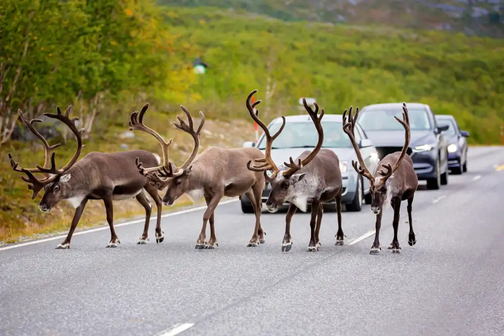 denali national park
